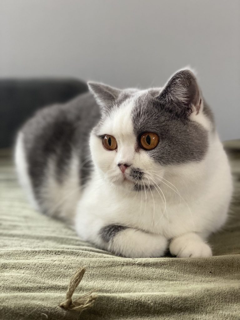 Ultime - British Shorthair bleu bicolore