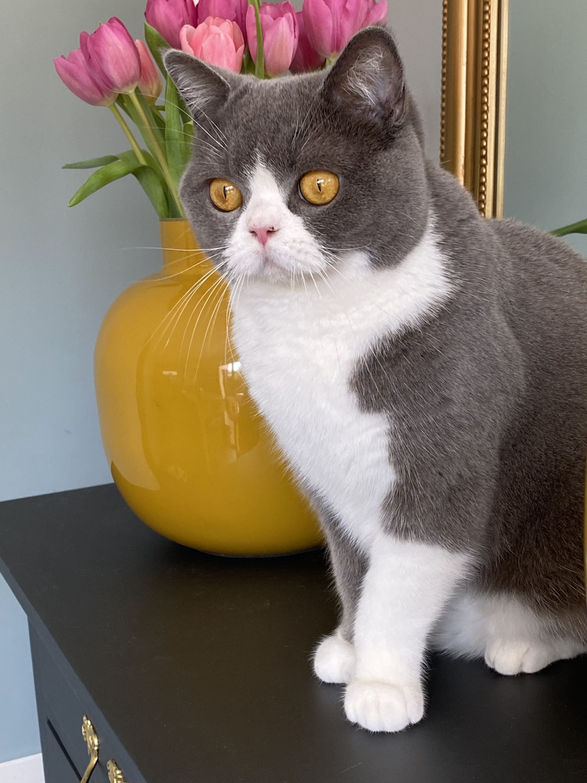 British shorthair bleu et blanc