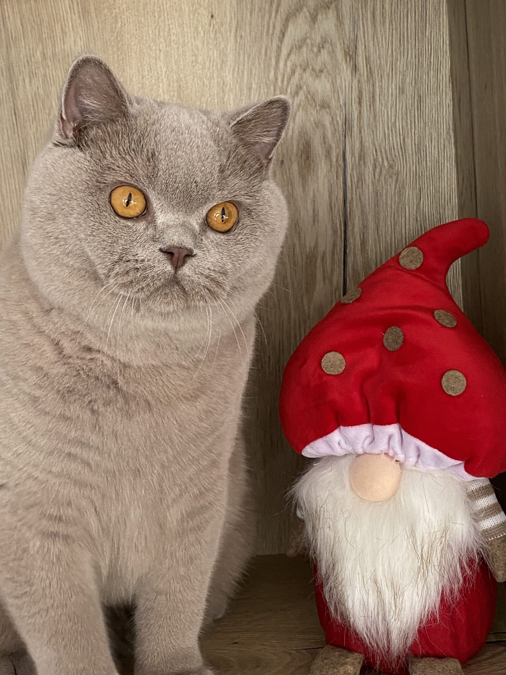 British shorthair lilas