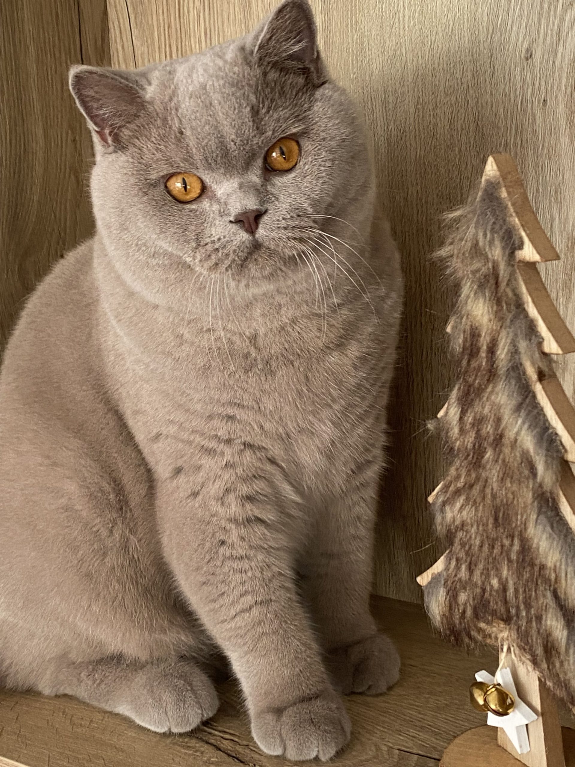 British shorthair lilas