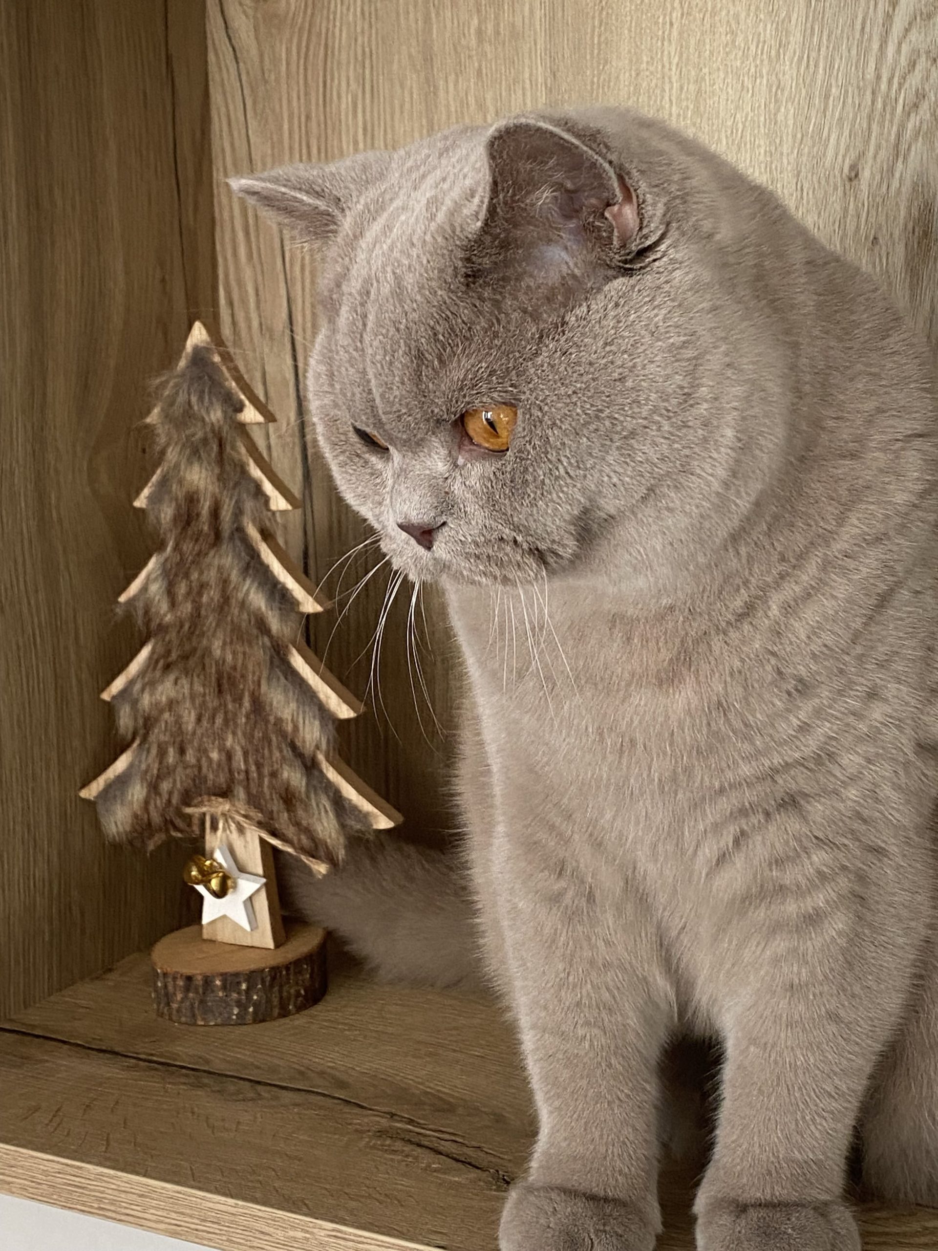 British shorthair lilas