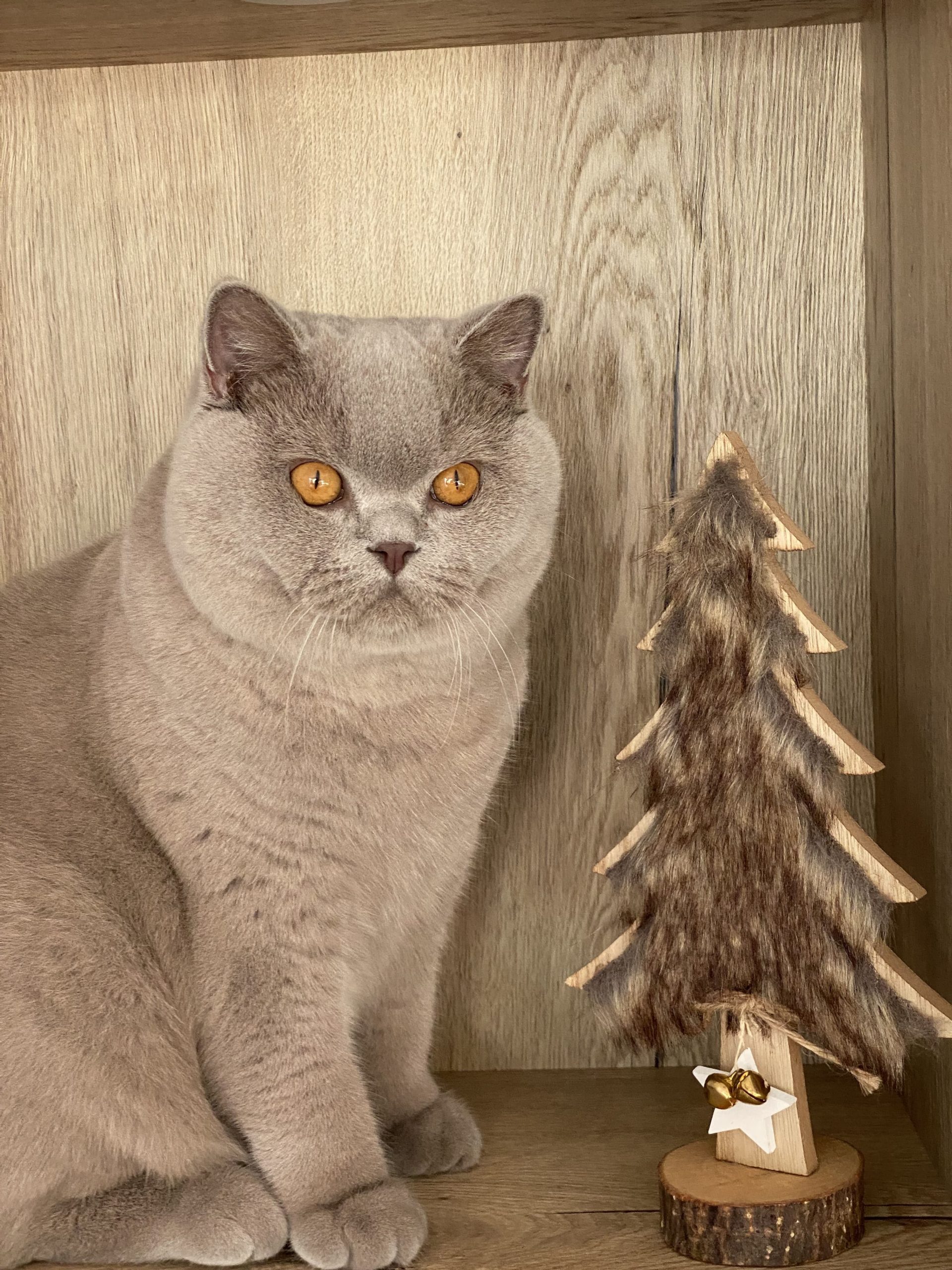 British shorthair lilas