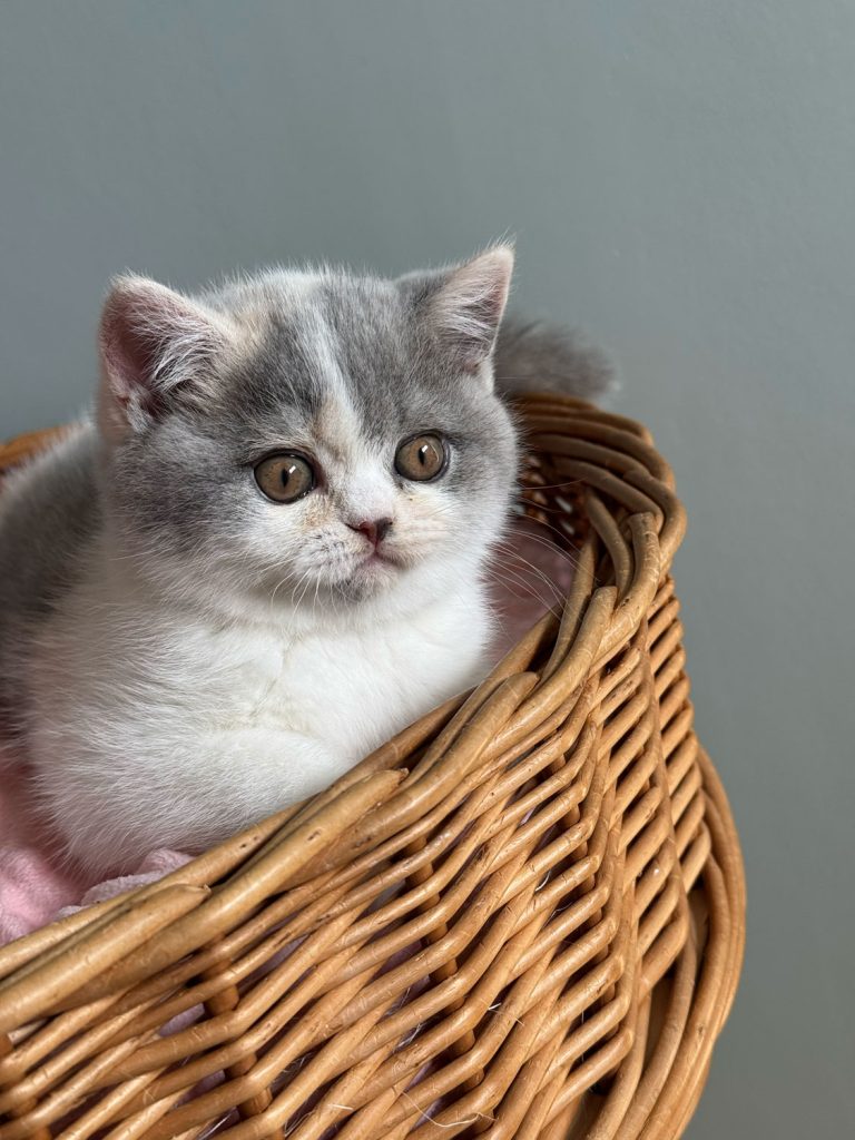 British shorthair bleu tortie et blanc