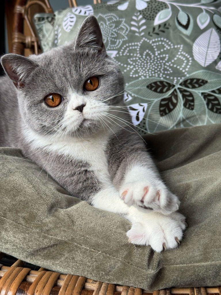 British shorthair bleu et blanc